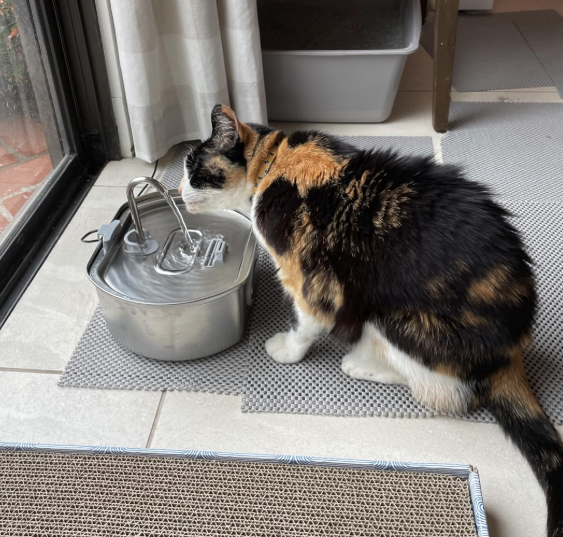 Give Your Cat a Longer, Healthier Life With Elyrise™